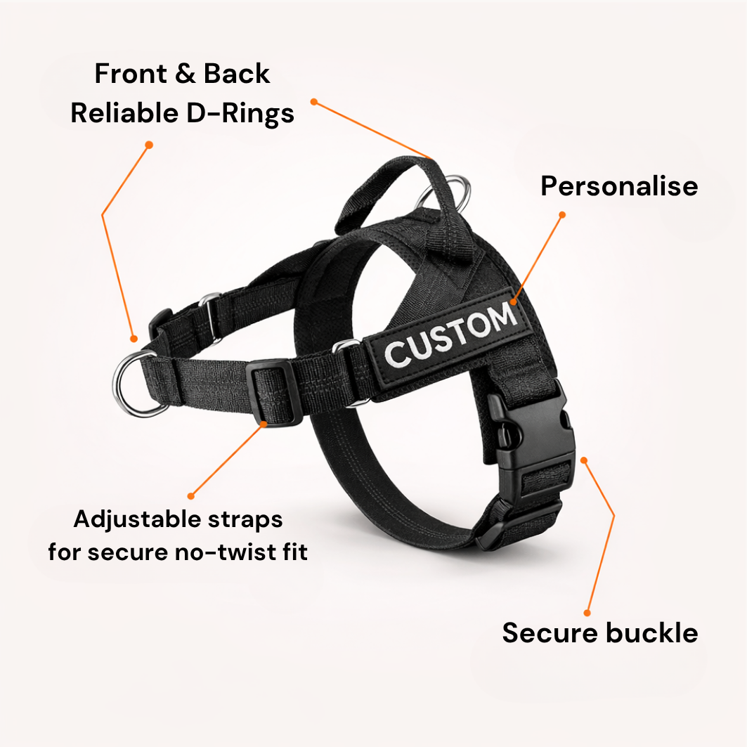 Harness features: front and back D-rings, adjustable straps, secure buckle