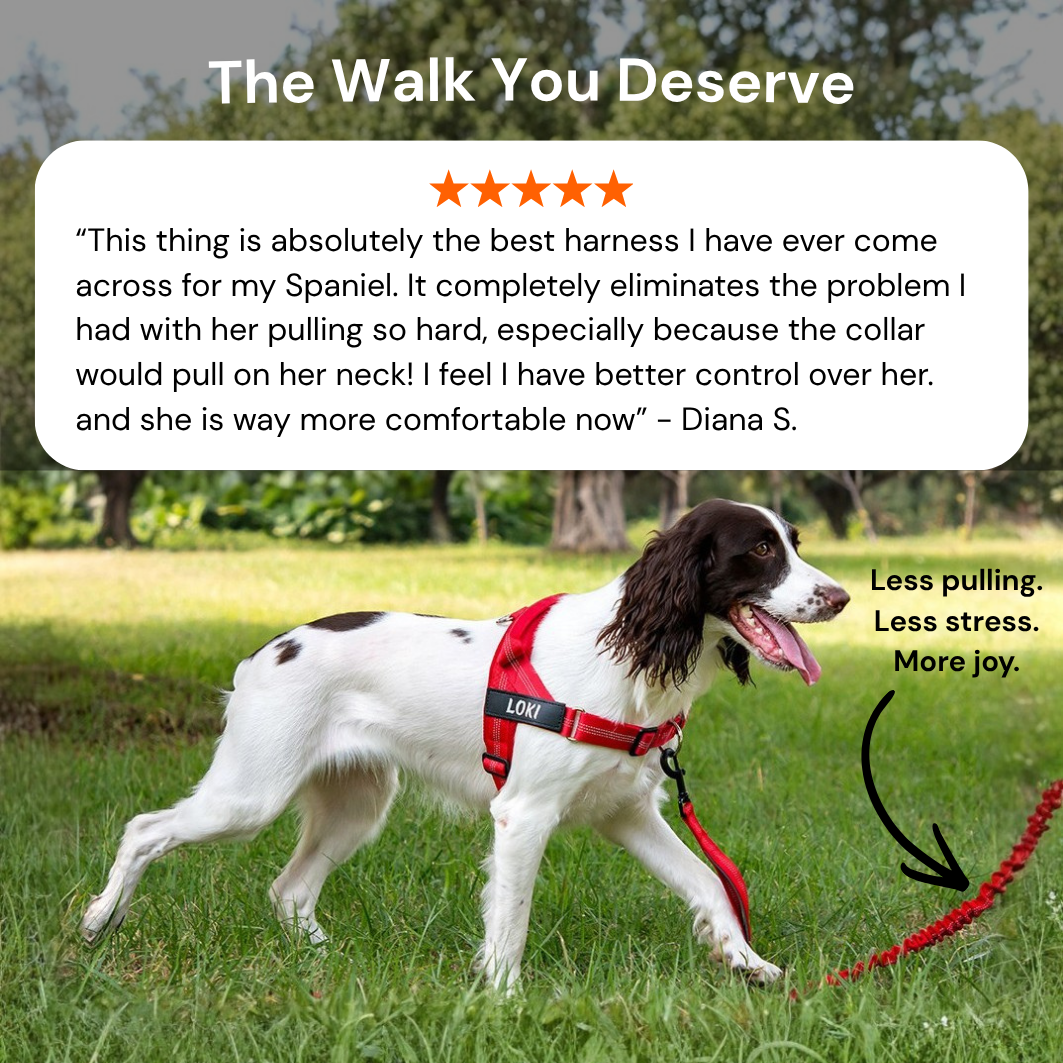 Spaniel wearing the no-pull harness on a walk