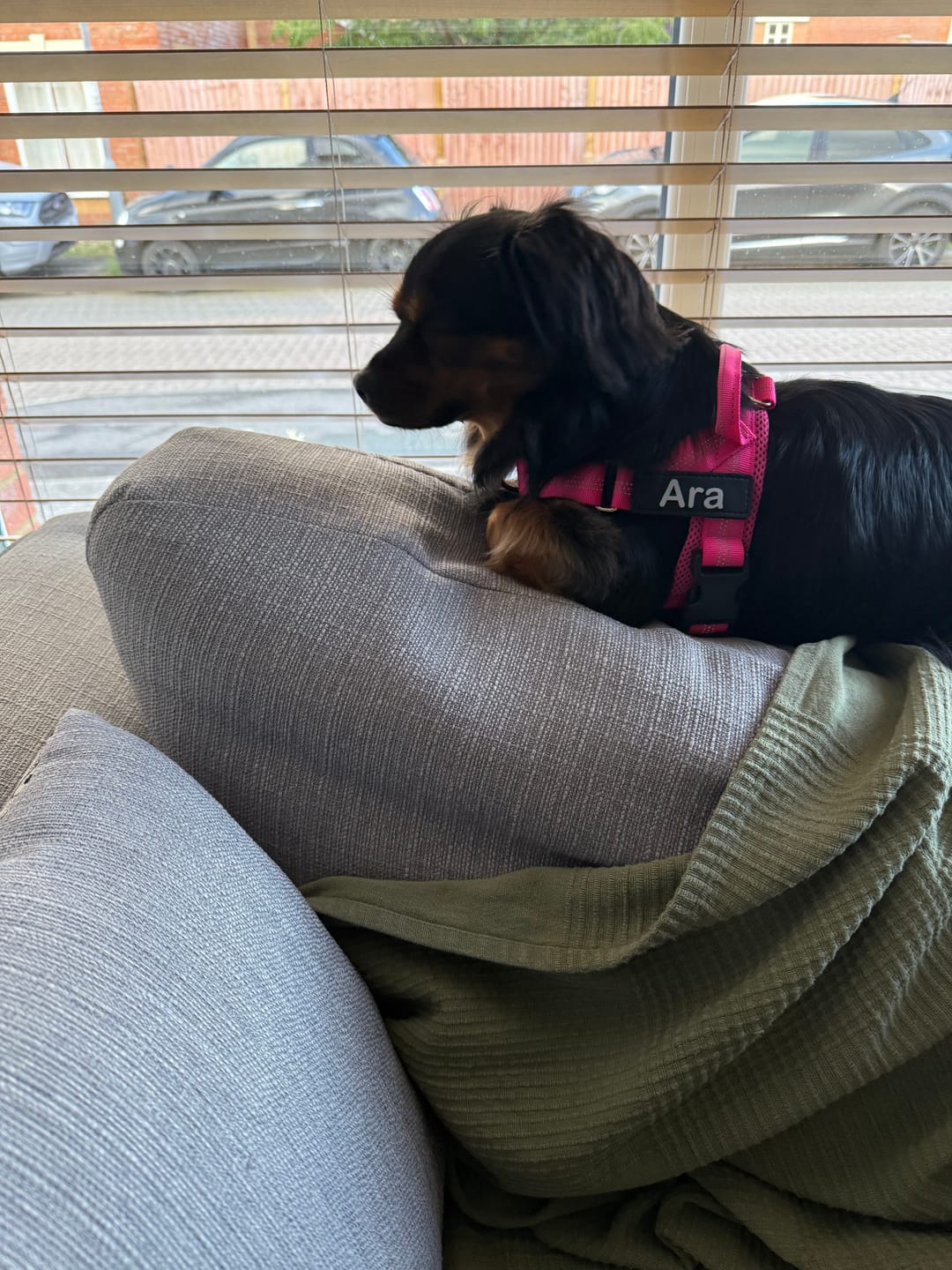 Small dog wearing pink no-pull harness