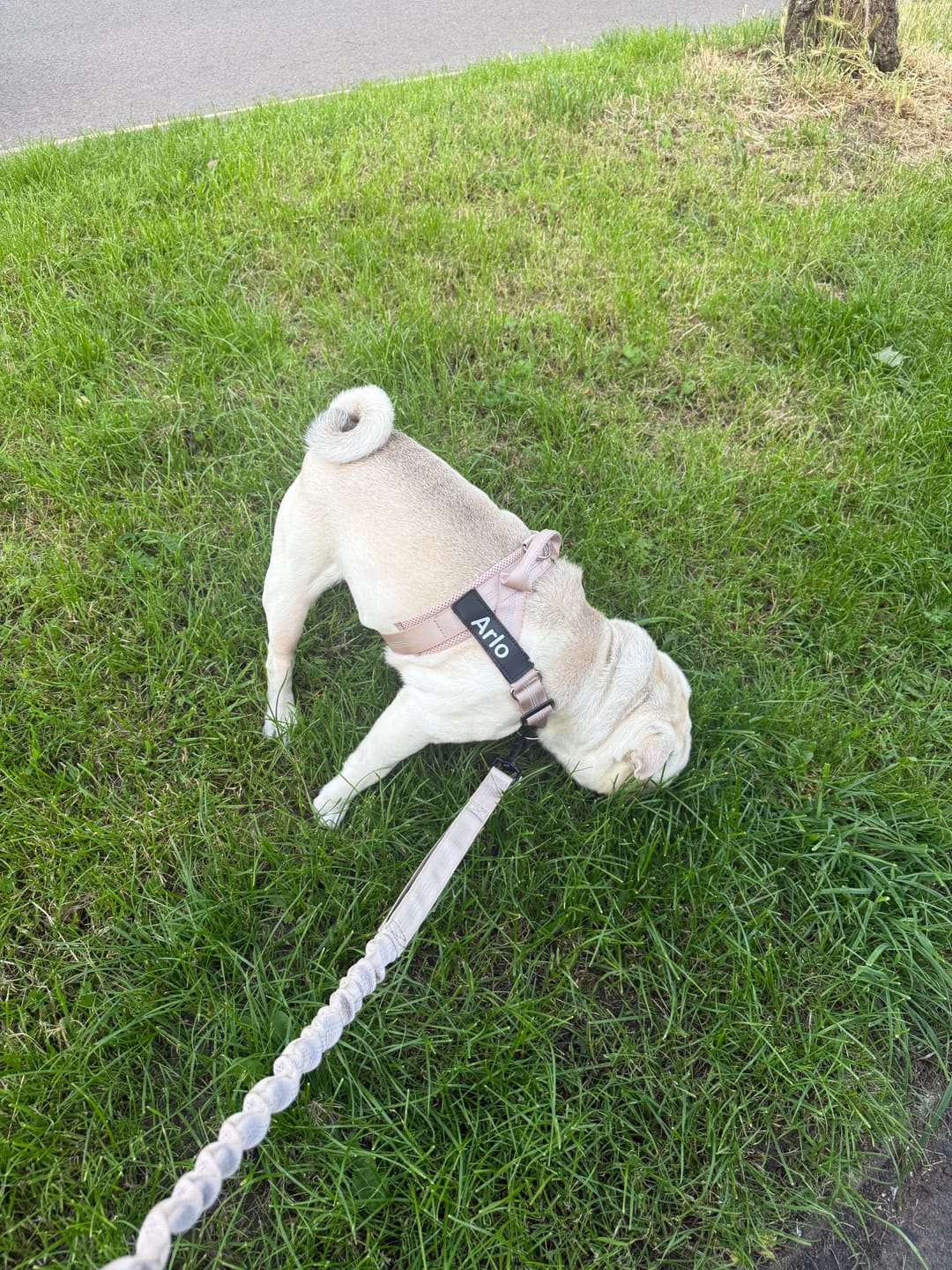 Pug wearing no-pull harness
