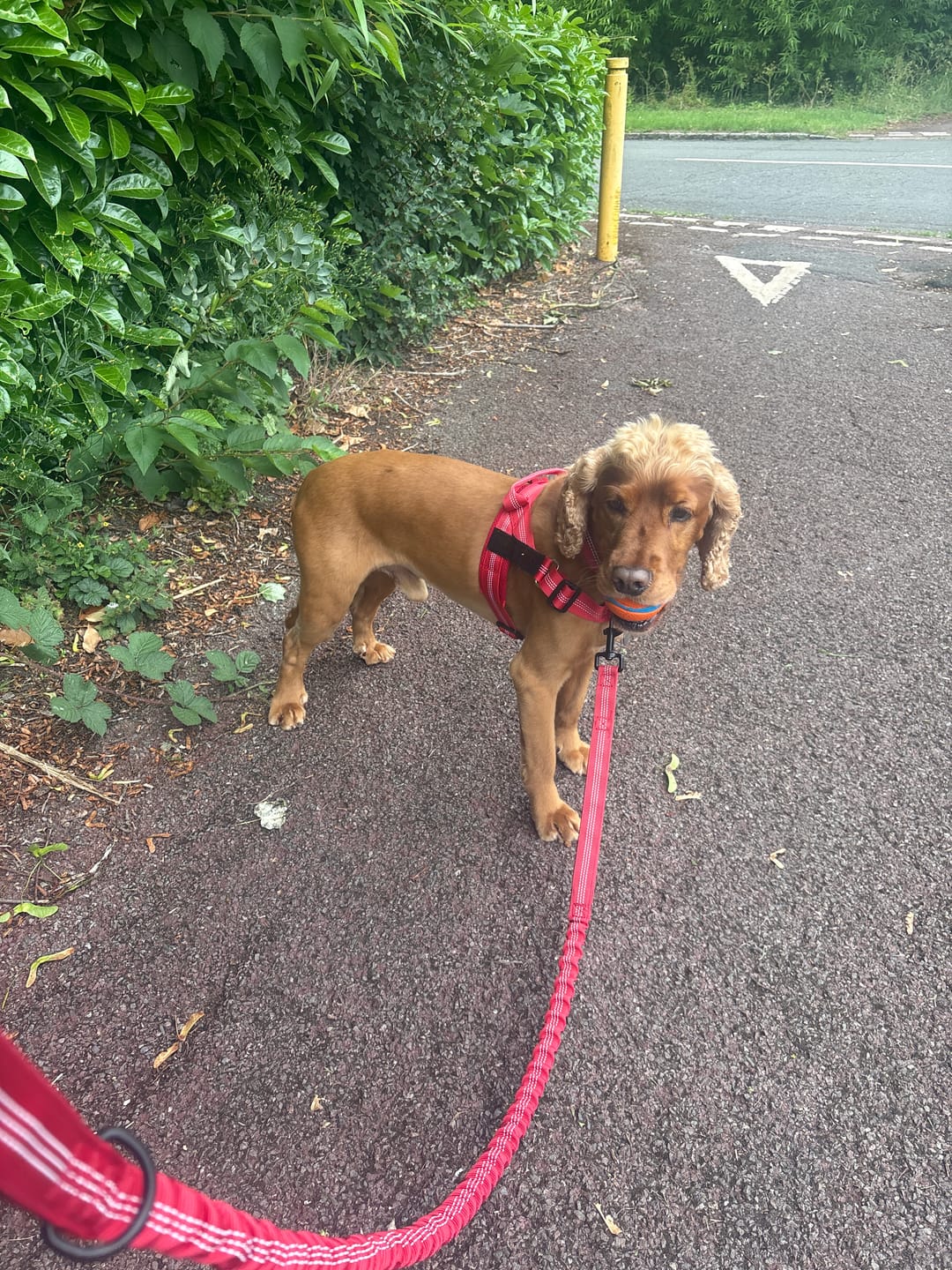 Cocker spaniel wearing red no-pull harness