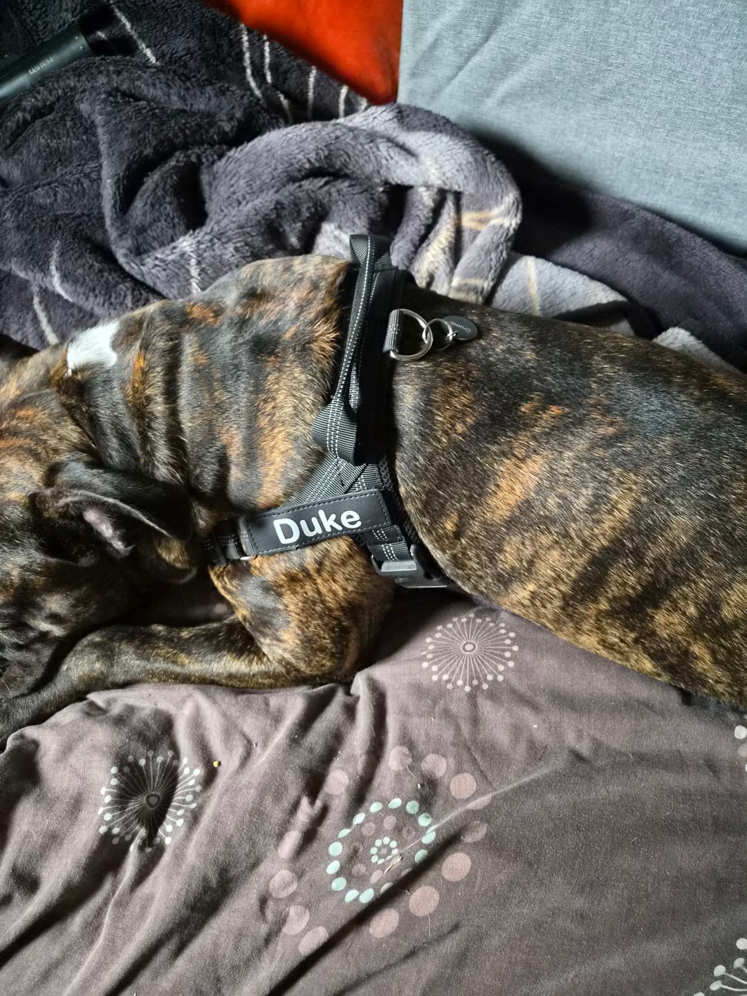 Large dog wearing black no-pull harness