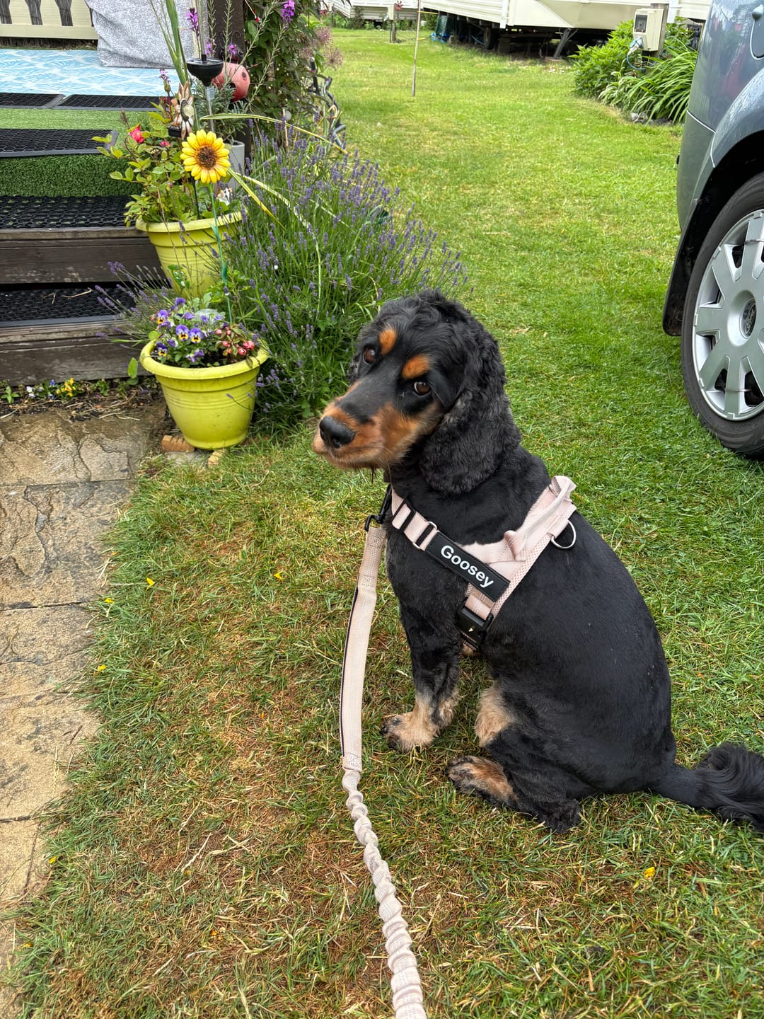 Spaniel wearing beige no-pull harness