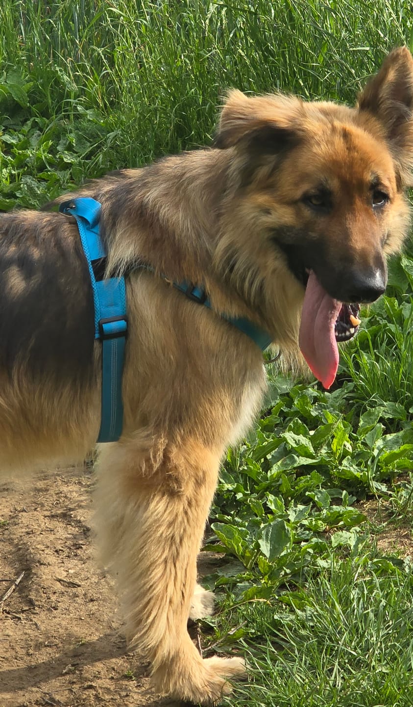German shepherd wearing blue no-pull harness