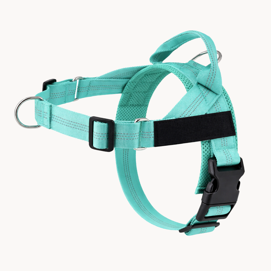 No-pull dog harness in turquoise