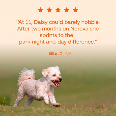 Five-star customer review — senior dog running again