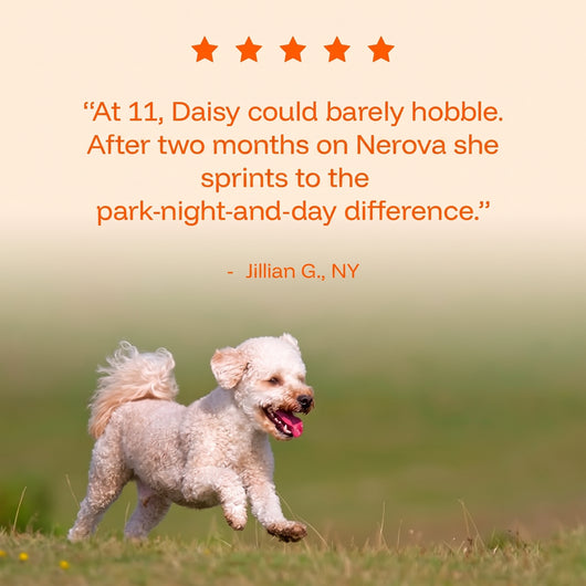 Five-star customer review — senior dog running again